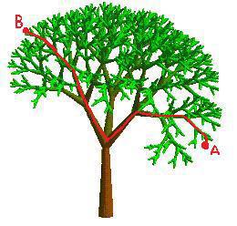 L'arbre, un exemple d'ensemble physique