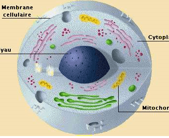 Cellule 1