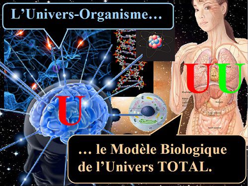 Modèle biologiue Univers-Organisme