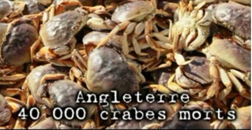 génocide de crabes en Angleterre