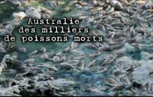 génocide de poissons en Australie