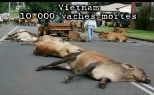génocide de vaches au Vietnam